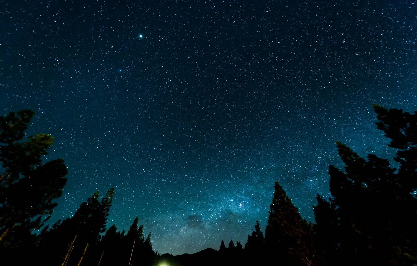 Photo wallpaper forest, stars, trees, landscape, nature, lights, forest, trees