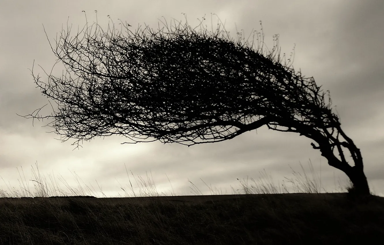 Photo wallpaper trees, branches, tilt, 154