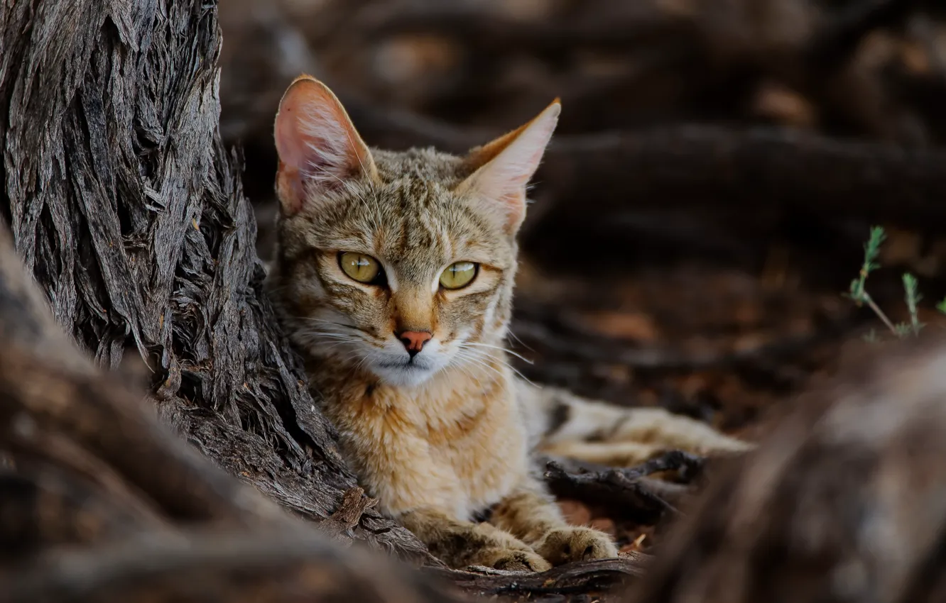 Photo wallpaper nature, beast, African Wildcat