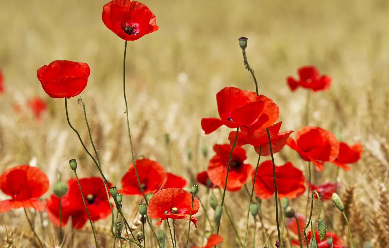 Photo wallpaper field, Maki, petals