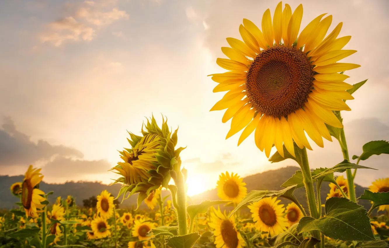 Photo wallpaper macro, sunflowers, nature