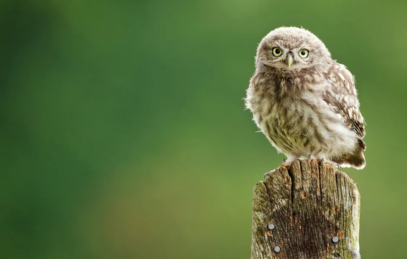 Photo wallpaper background, owl, bird, owlet, owl