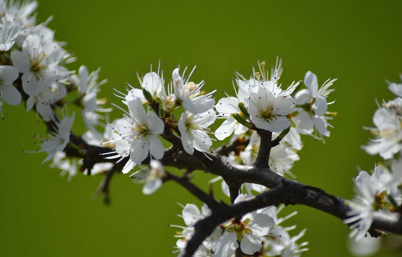 Photo wallpaper flowers, branches, spring, Apple, flowering