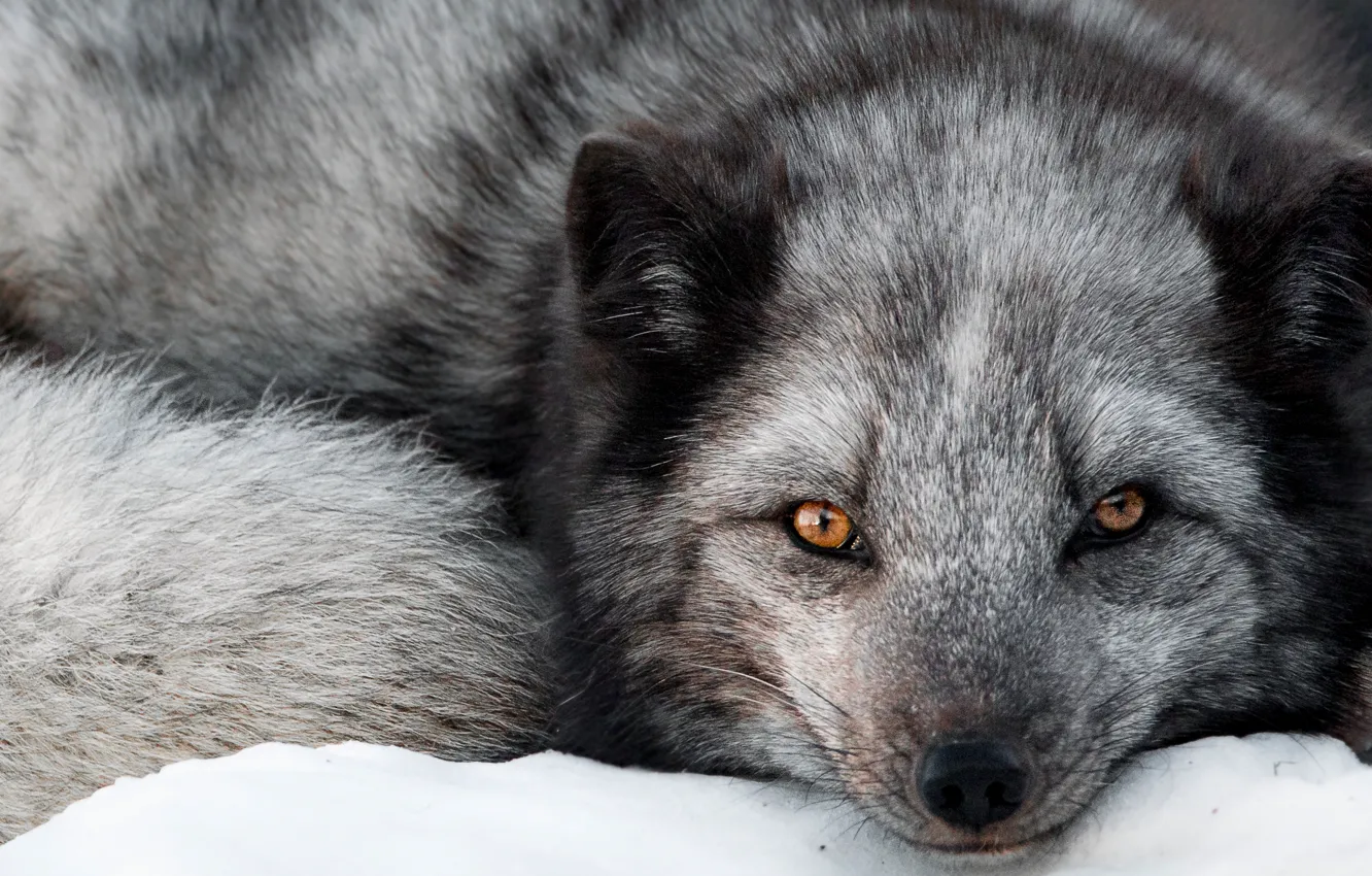 Photo wallpaper look, face, Fox, Fox, Silver Fox