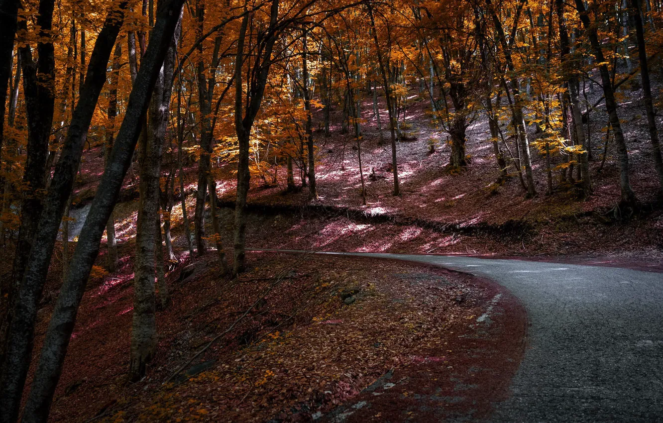 Photo wallpaper road, autumn, forest