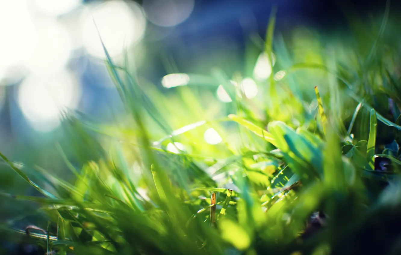 Photo wallpaper greens, grass, macro, rays, light, photo, background, green