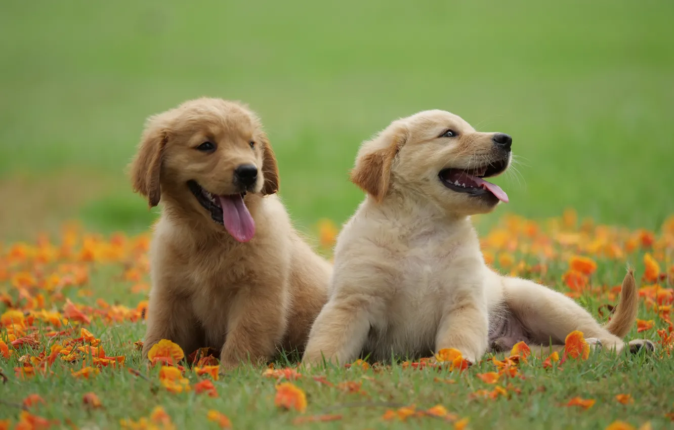 Photo wallpaper grass, flowers, Park, sweetheart, puppy, golden, lawn, puppy