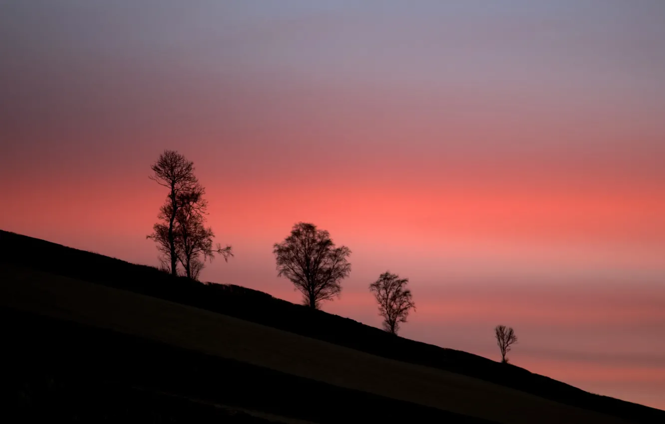 Photo wallpaper twilight, trees, sunset, hill, dusk, silhouettes