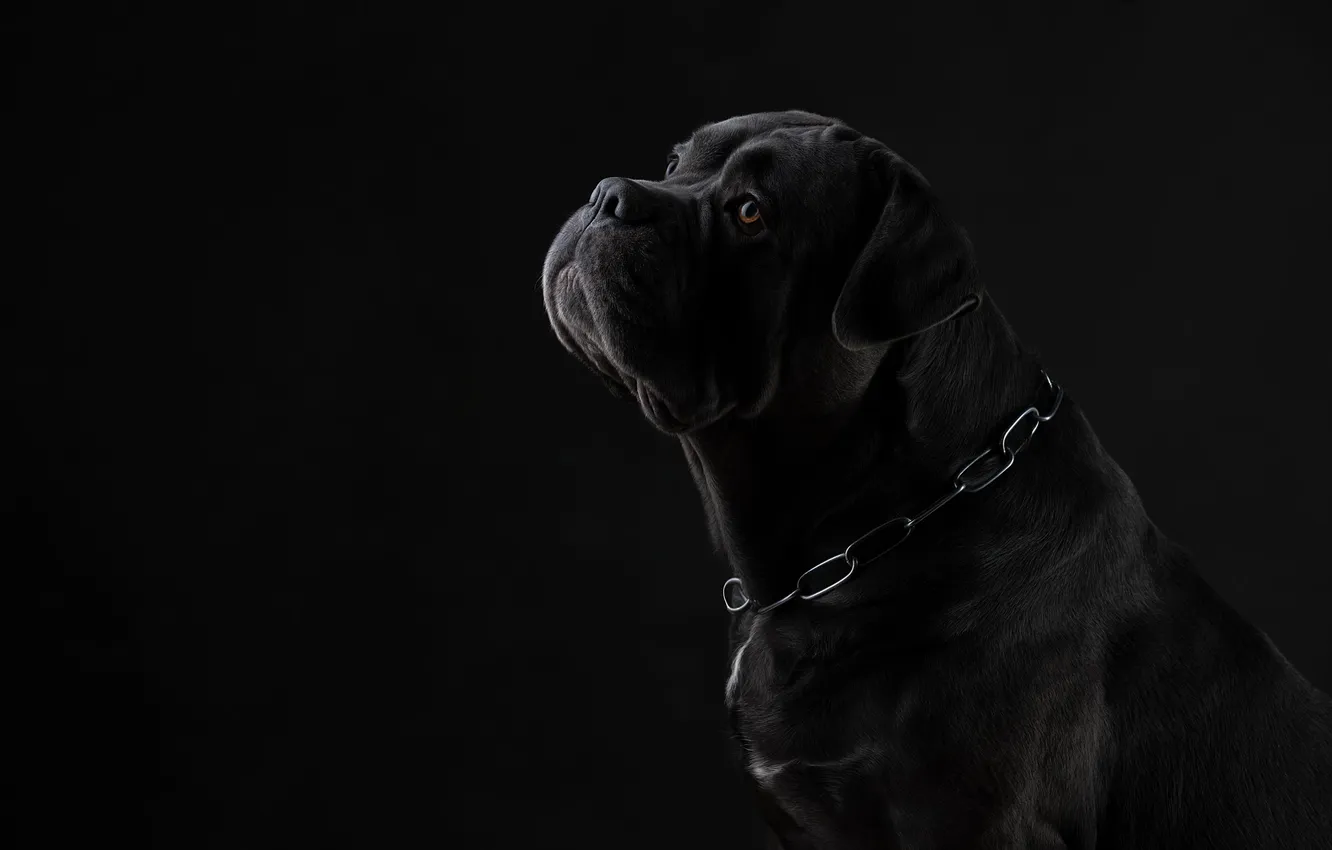 Photo wallpaper Cane Corso, Svetlana Pisareva, The harsh silhouette