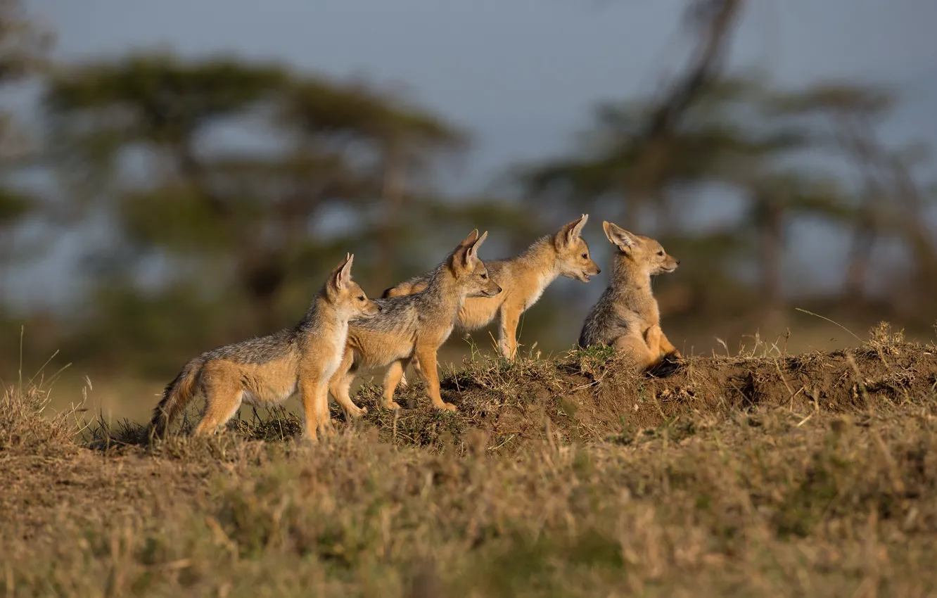 Photo wallpaper grass, nature, wolf, baby, puppy, company, Quartet, four