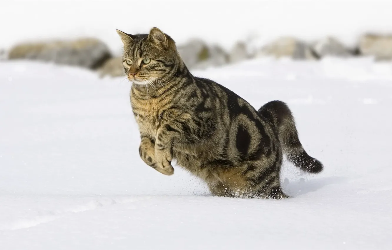 Photo wallpaper snow, jump, tabby cat