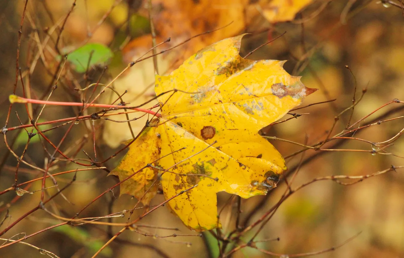 Photo wallpaper yellow, autumn, leaf, fall
