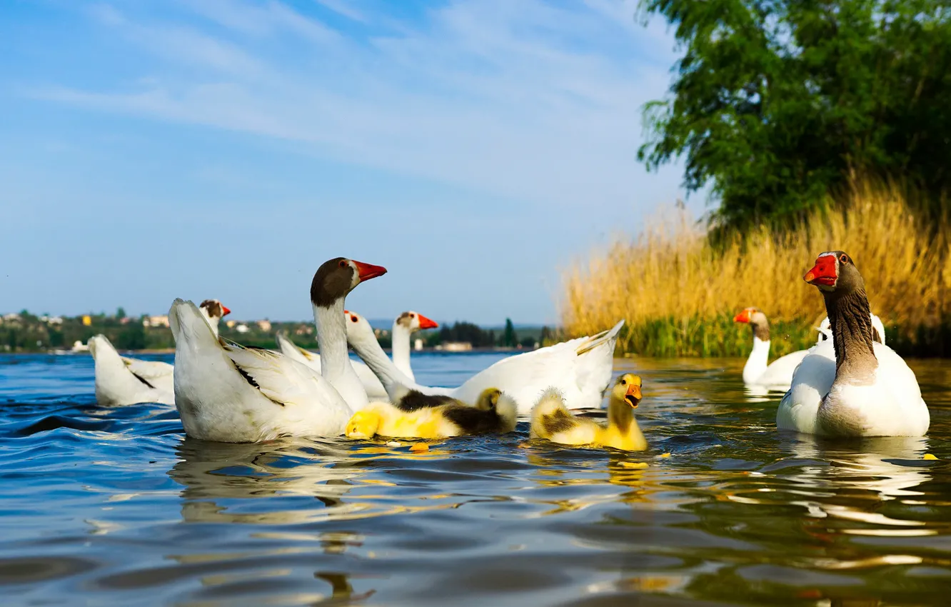 Photo wallpaper summer, water, nature, pond, river, bird, shore, duck