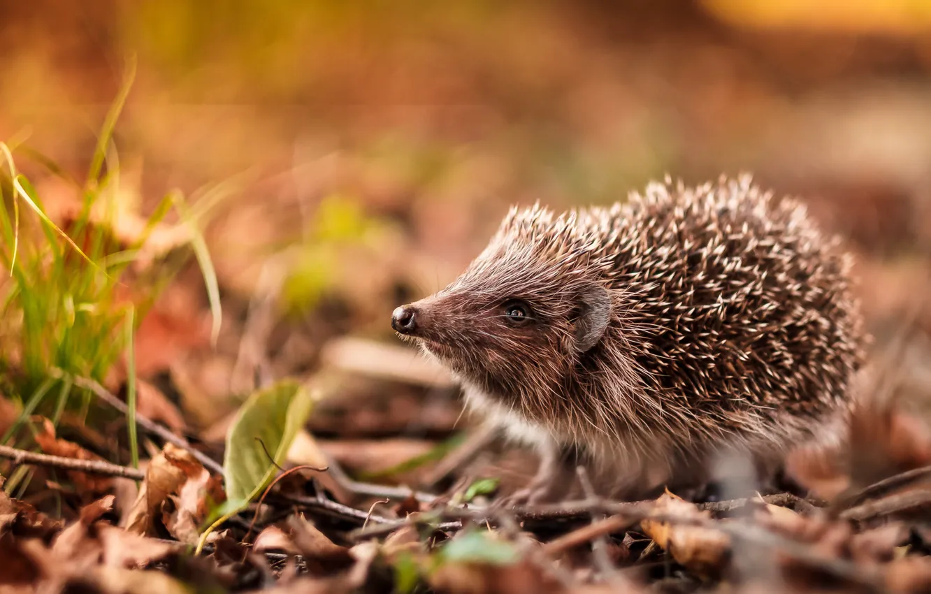 Photo wallpaper autumn, look, leaves, branches, nature, background, foliage, blur
