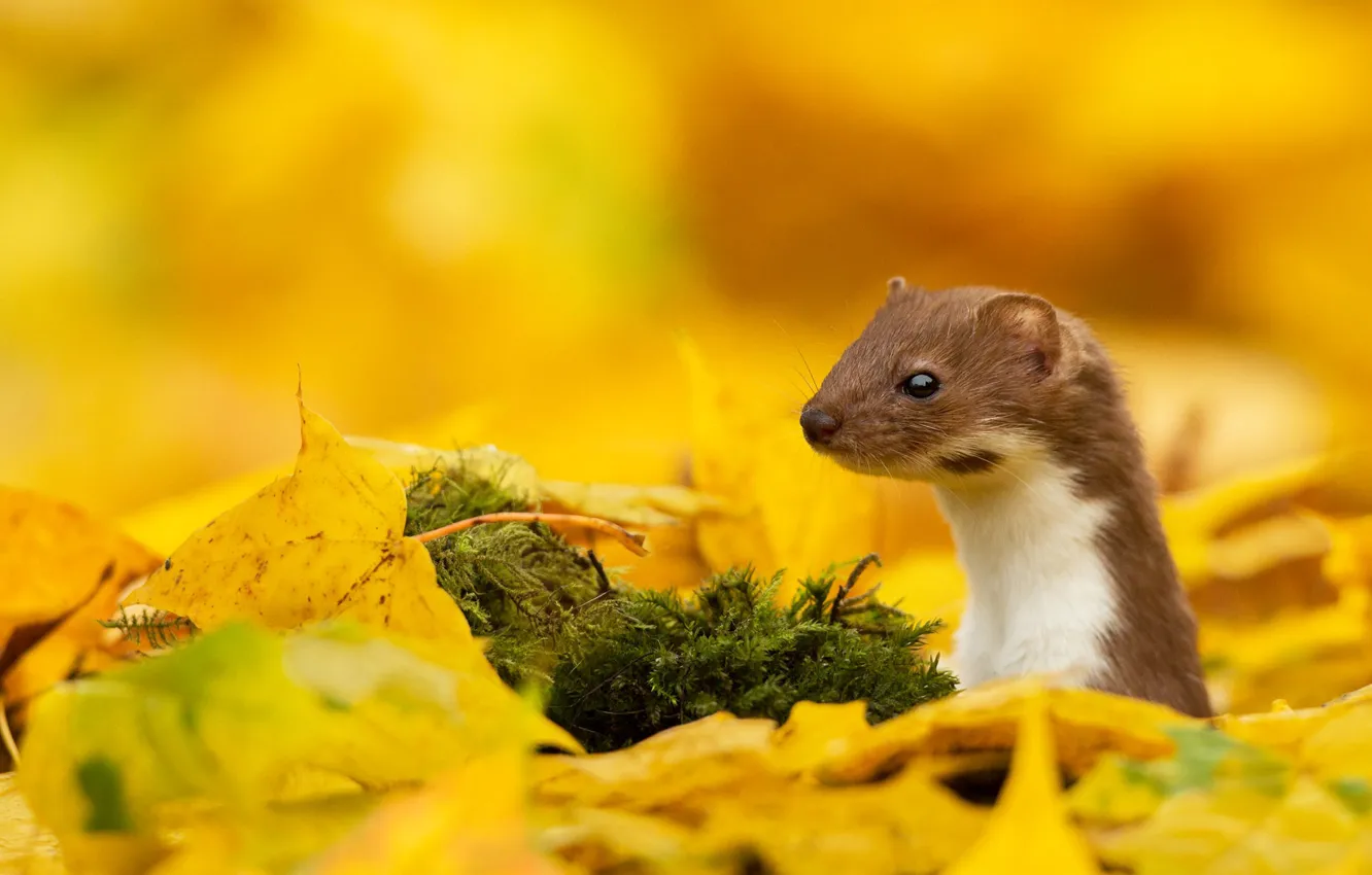 Photo wallpaper autumn, leaves, predator, weasel, mammal