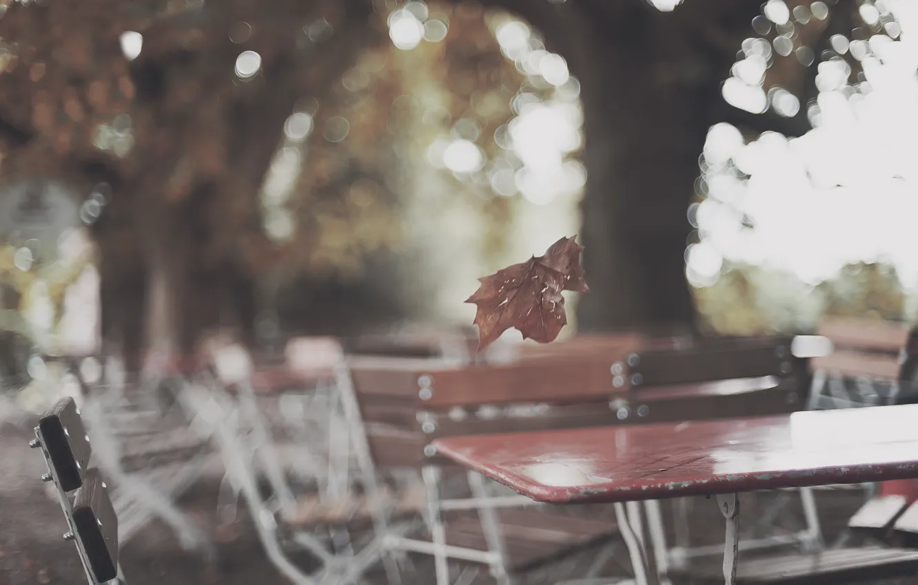 Photo wallpaper autumn, sheet, glare, Park, tree, cafe, tables