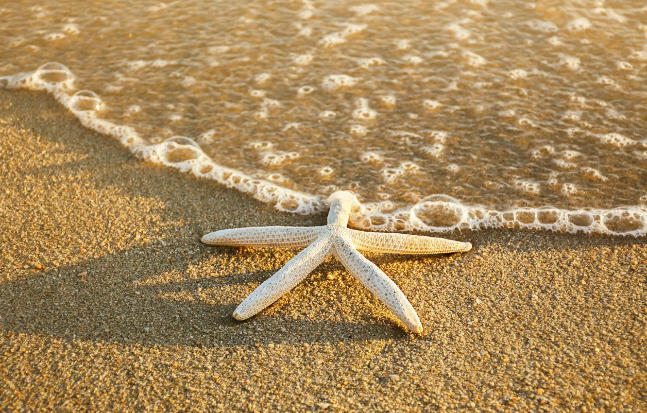 Photo wallpaper sand, sea, beach, summer, star, summer, beach, sea