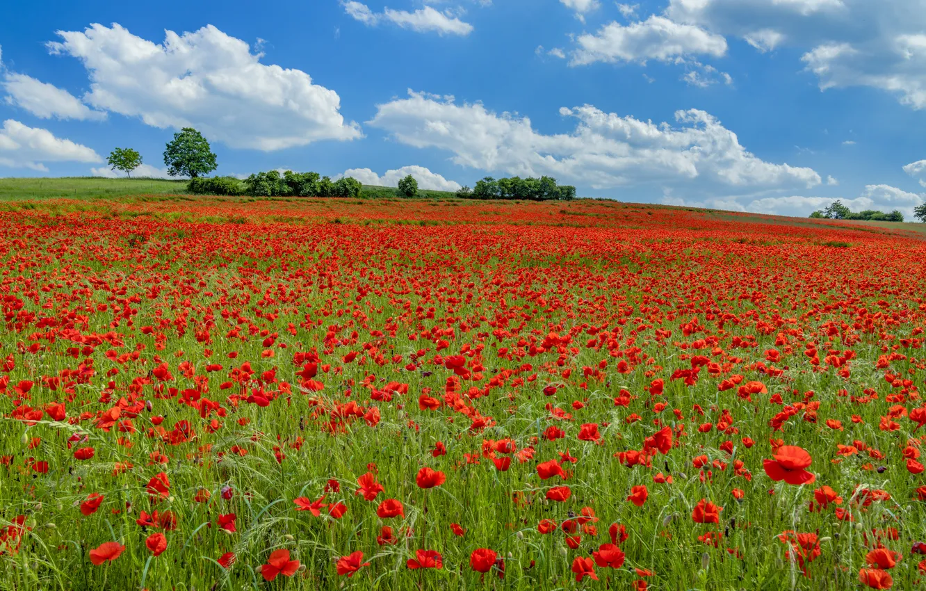 Photo wallpaper field, summer, the sky, clouds, trees, landscape, flowers, red