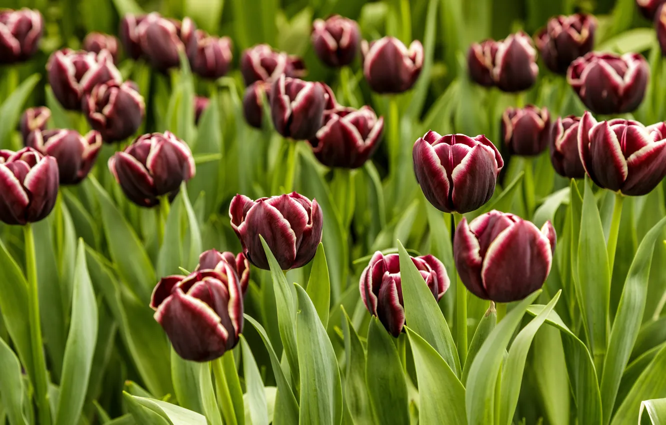 Photo wallpaper field, flowers, glade, spring, tulips, a lot, Burgundy, dark red
