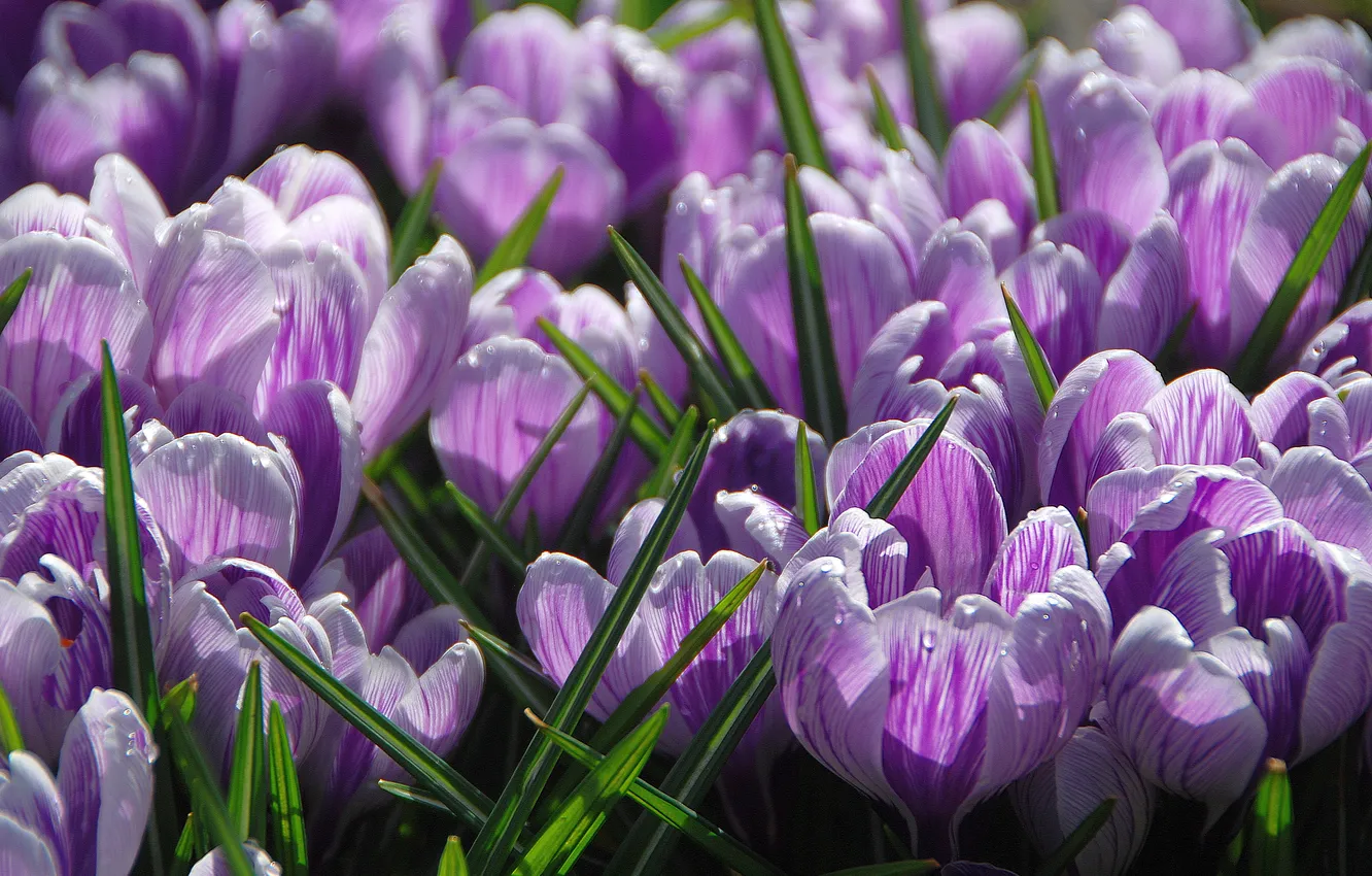 Photo wallpaper leaves, drops, light, flowers, spring, petals, crocuses, flowerbed