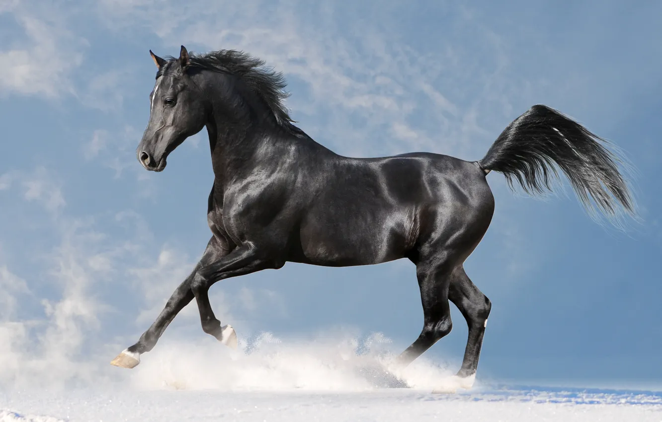 Photo wallpaper winter, horse, horse