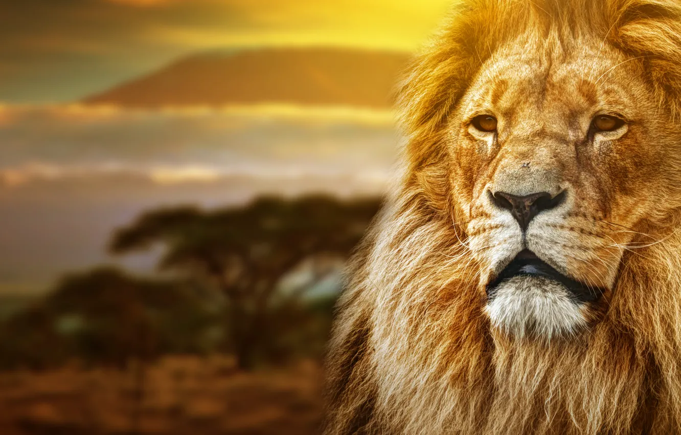 Photo wallpaper trees, dal, Leo, Africa