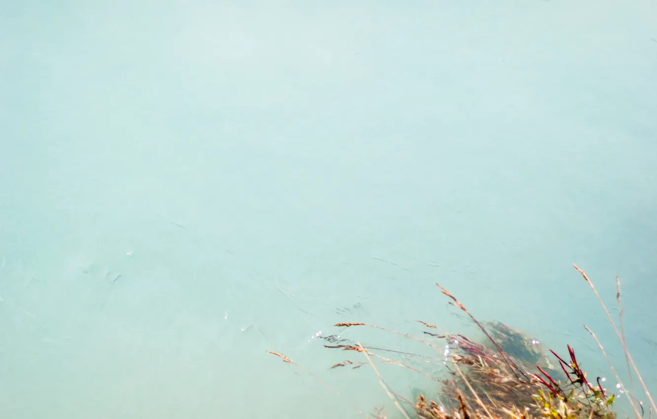 Photo wallpaper grass, water, lake, Russia, Altay, Akkem