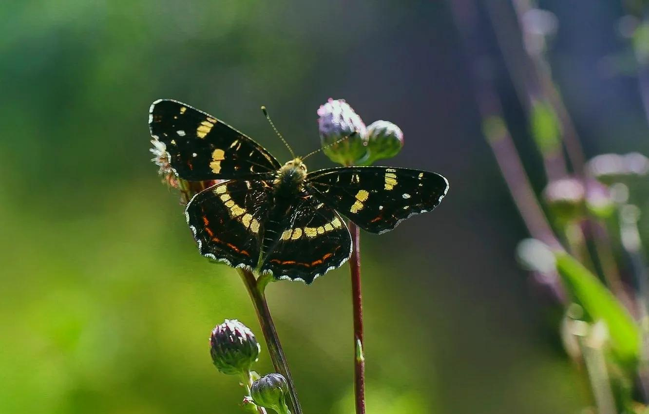 Photo wallpaper macro, butterfly, wings, beautiful, closeup
