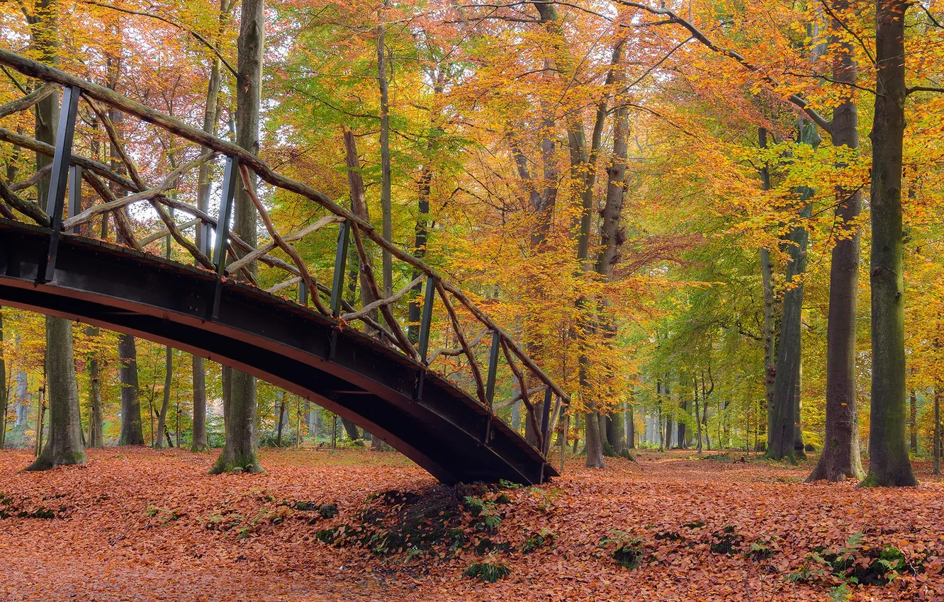 Photo wallpaper autumn, forest, leaves, trees, landscape, bridge