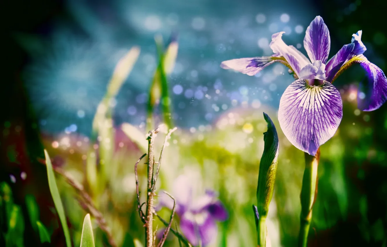 Photo wallpaper grass, macro, flowers, nature, leaf, nature, iris