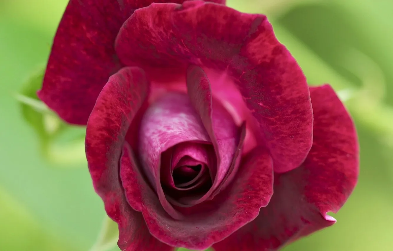 Photo wallpaper macro, roses, petals, buds, velvet