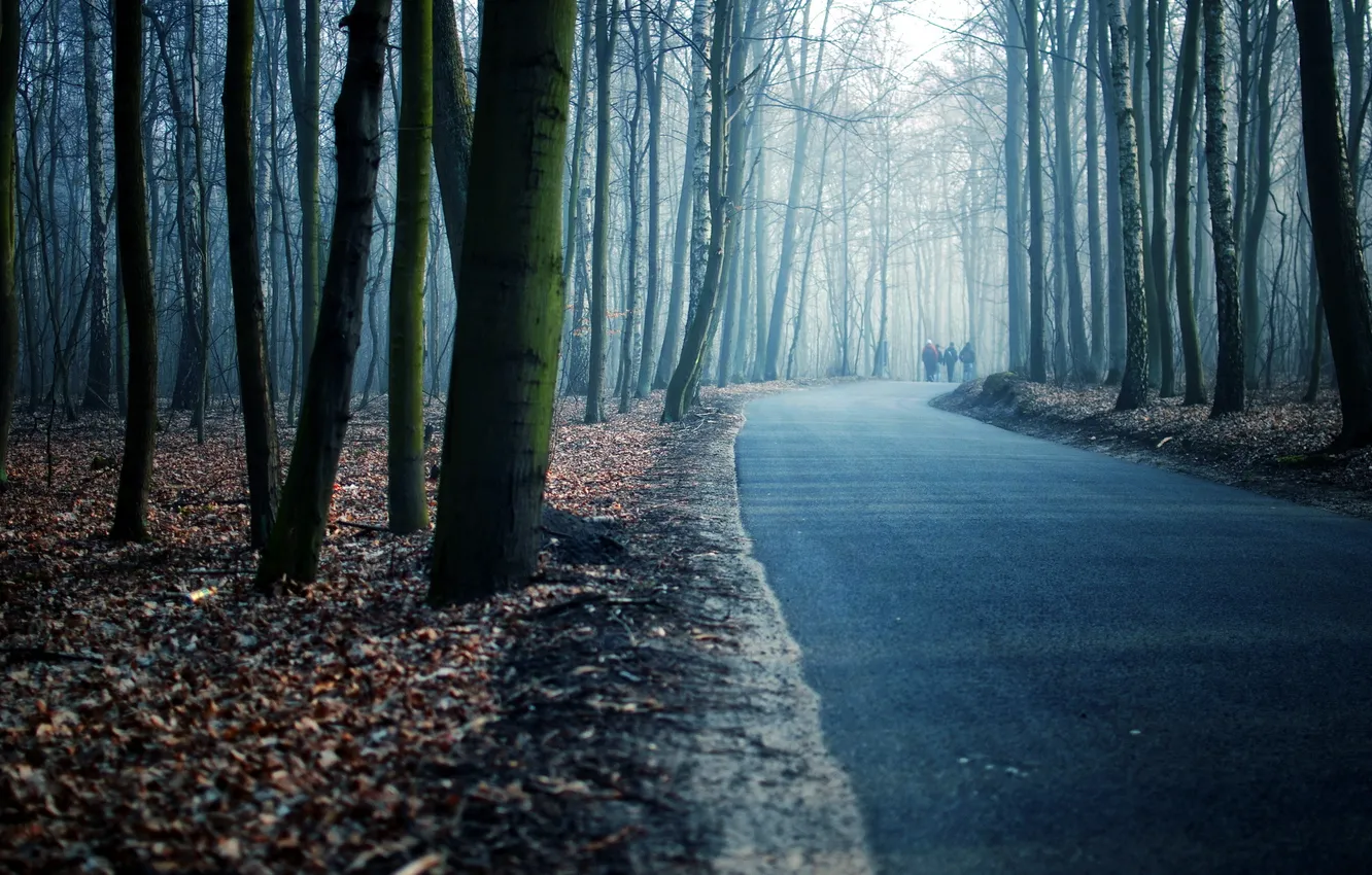 Photo wallpaper road, forest, trees, spring