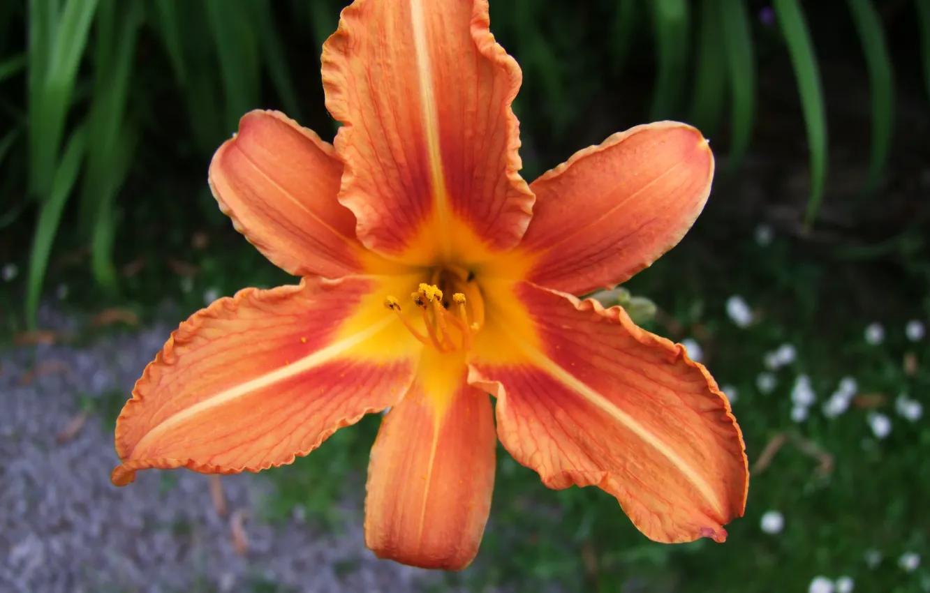 Photo wallpaper Germany, blume, Flower