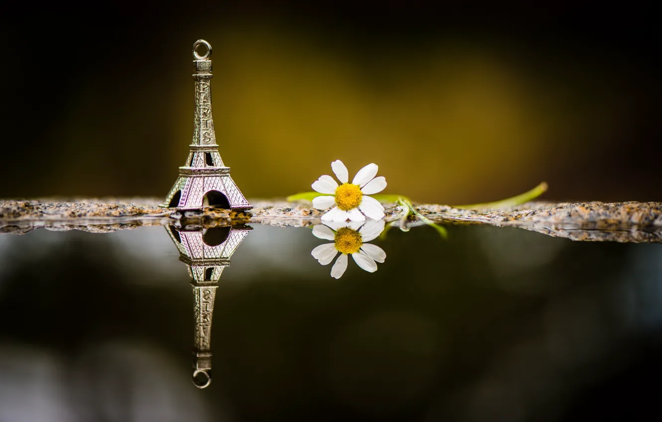 Photo wallpaper macro, flowers, background