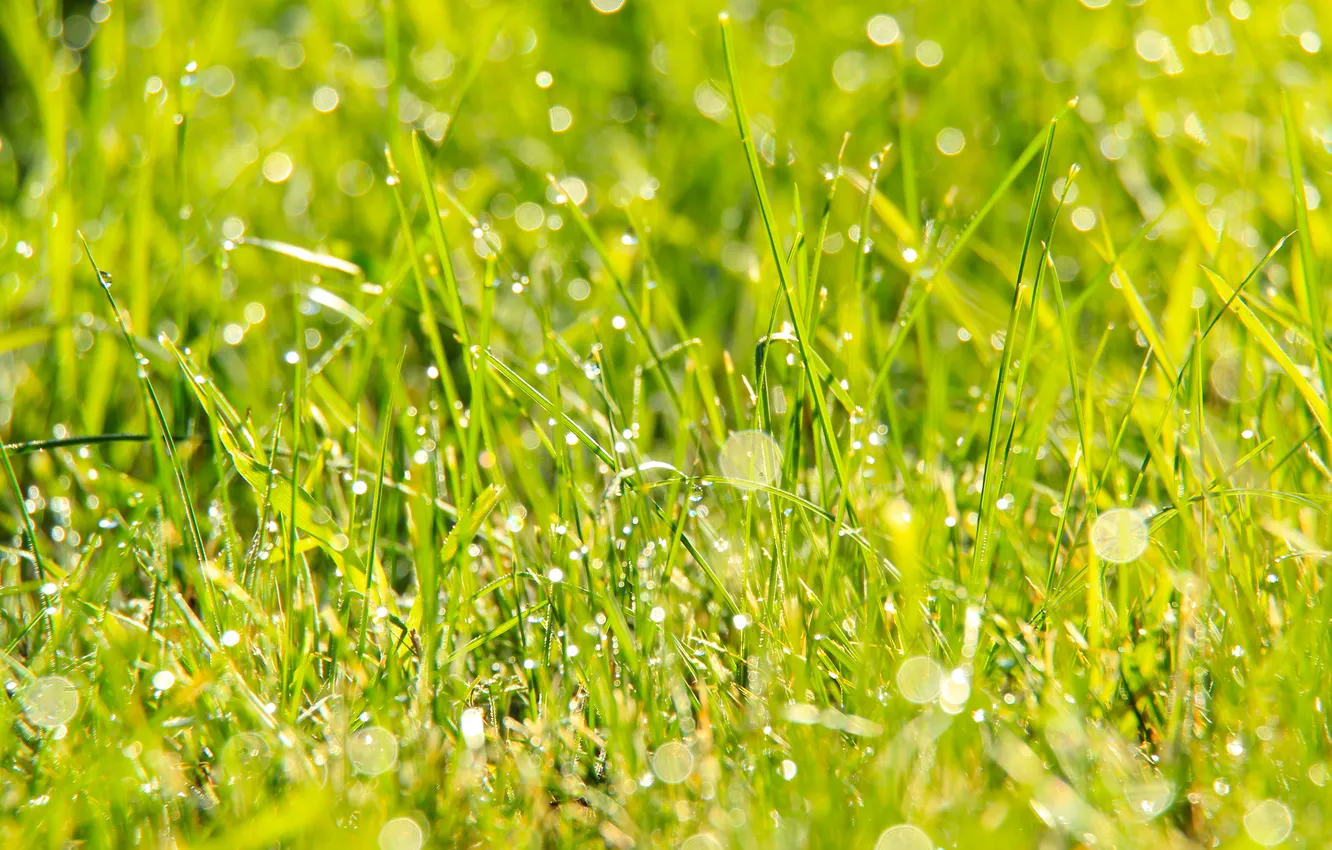 Photo wallpaper grass, drops, meadow