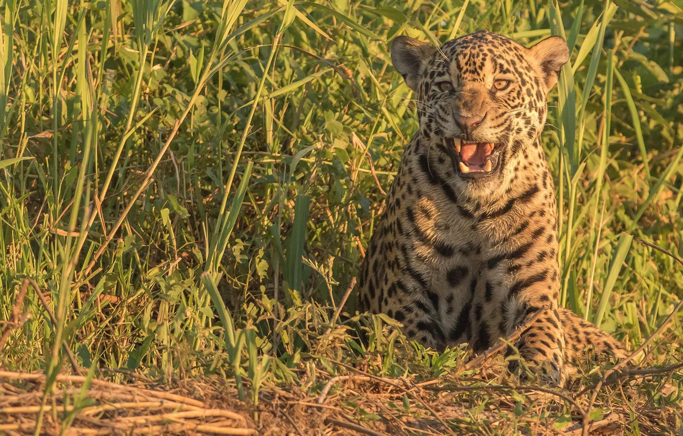 Photo wallpaper grass, predator, Jaguar, wild cat