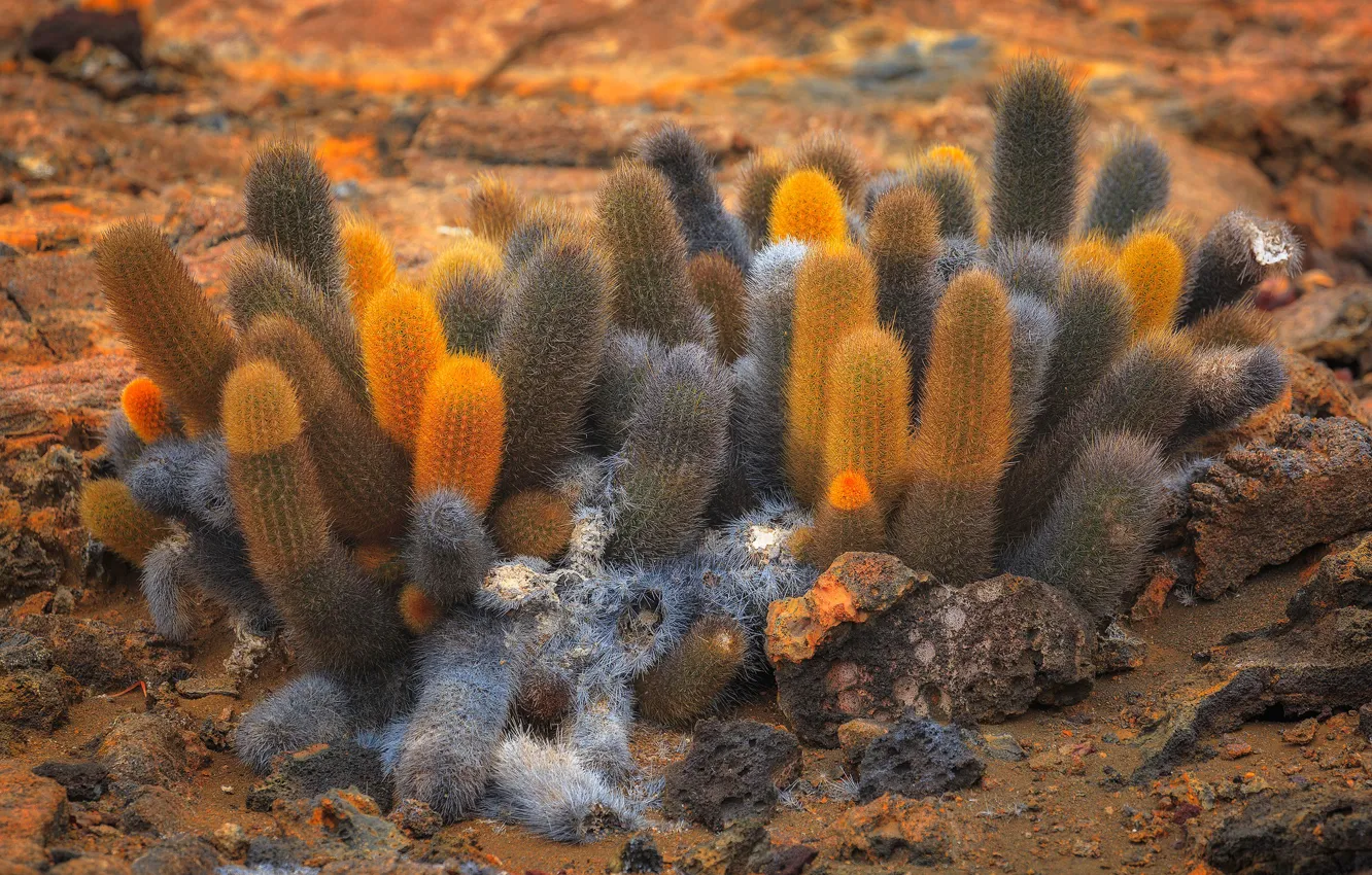 Photo wallpaper desert, plant, cactus