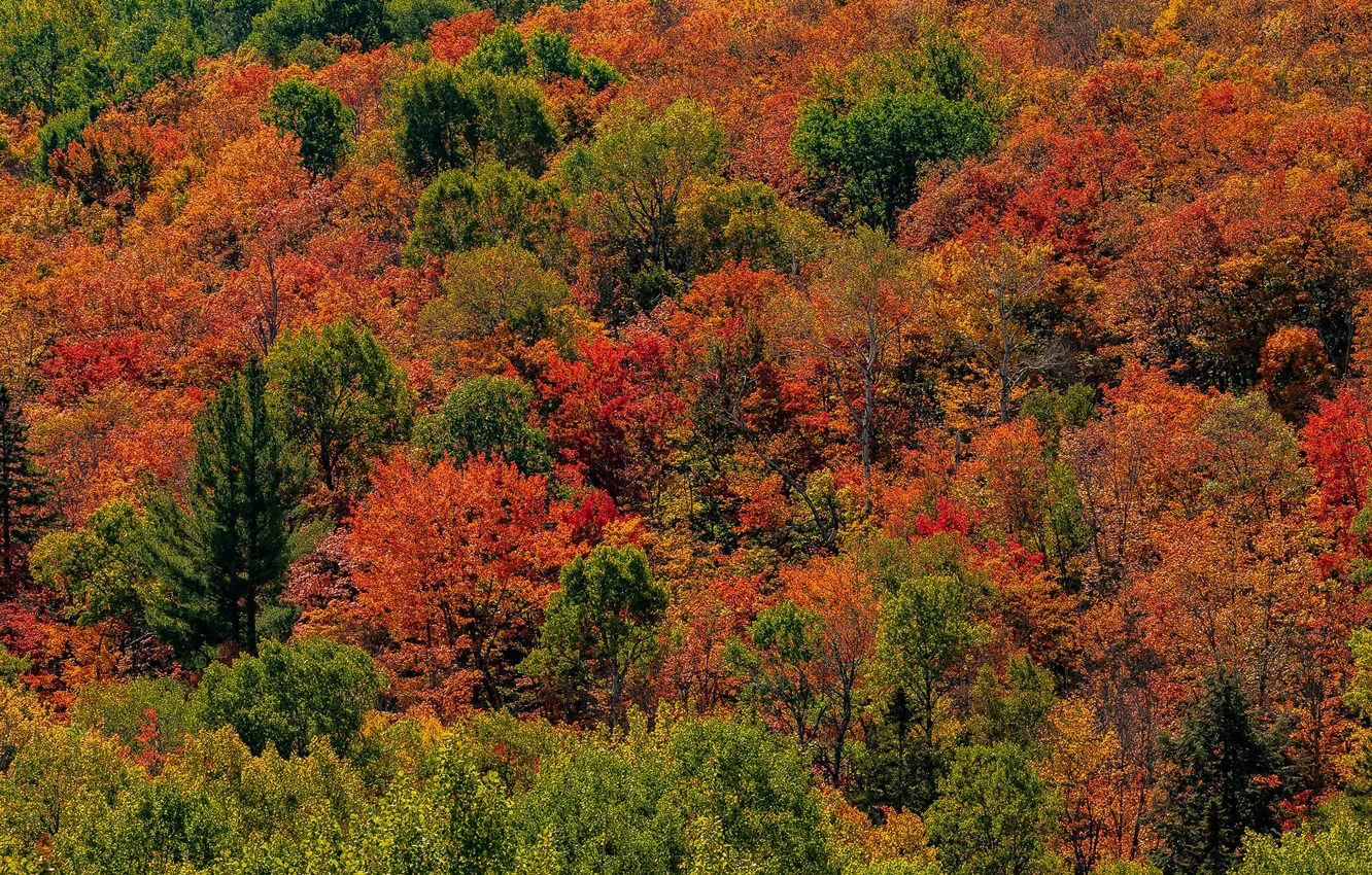 Photo wallpaper autumn, forest, trees, Park, Canada, Sunny, Ontario, Algonquin Park