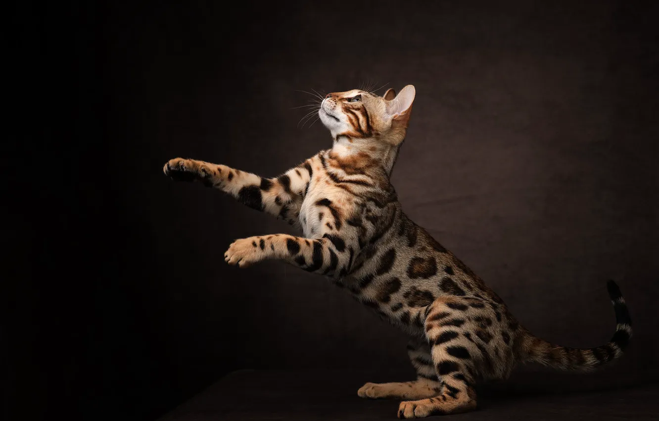 Photo wallpaper cat, cat, pose, the dark background, paws, stand, Bengal