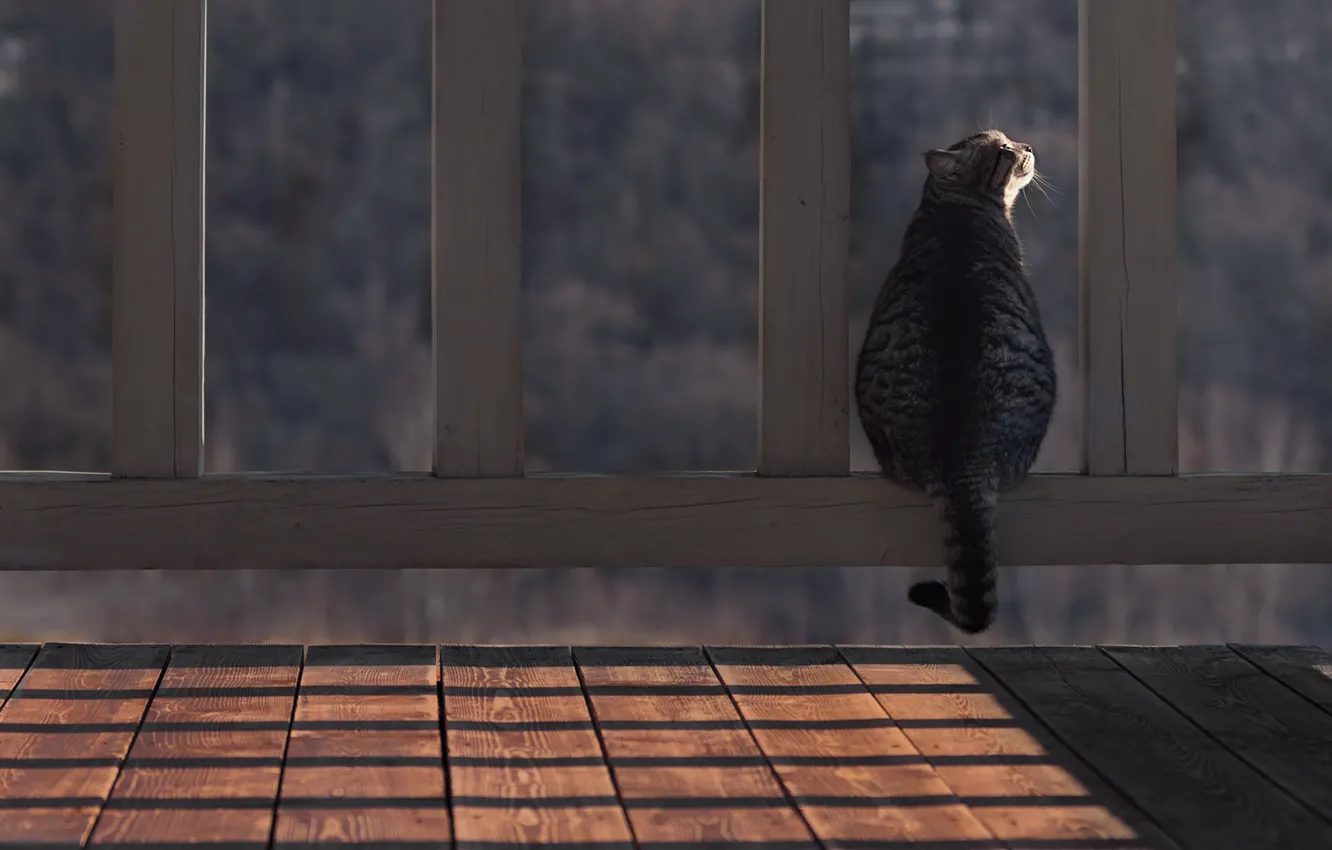 Photo wallpaper cat, cat, tail