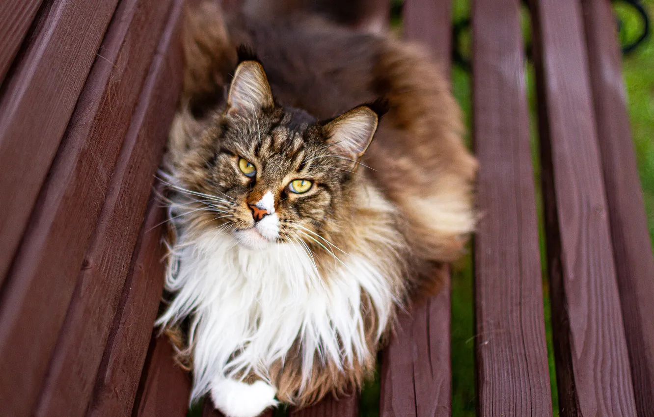 Photo wallpaper cat, cat, look, bench, shop, face, Maine Coon