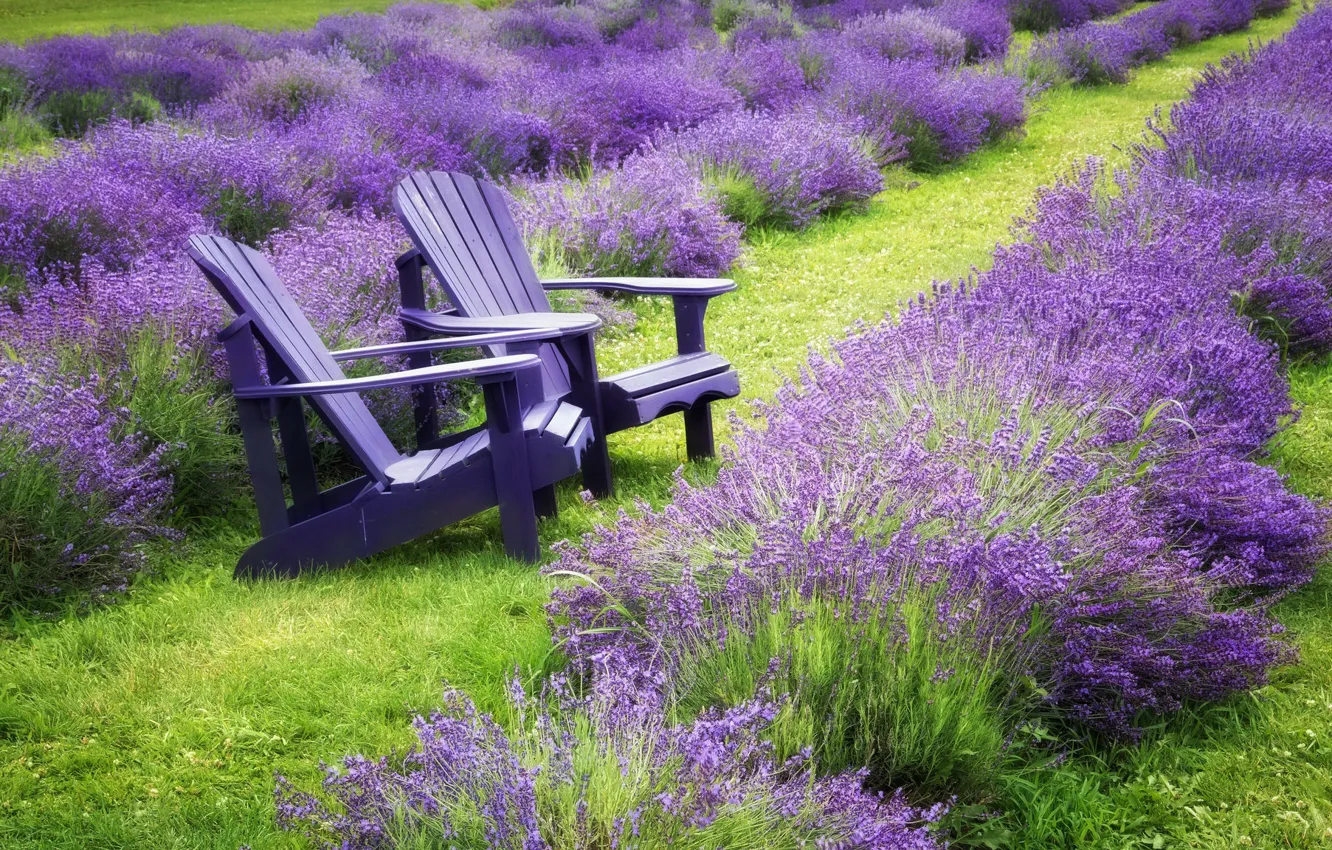 Photo wallpaper summer, bench, lavender