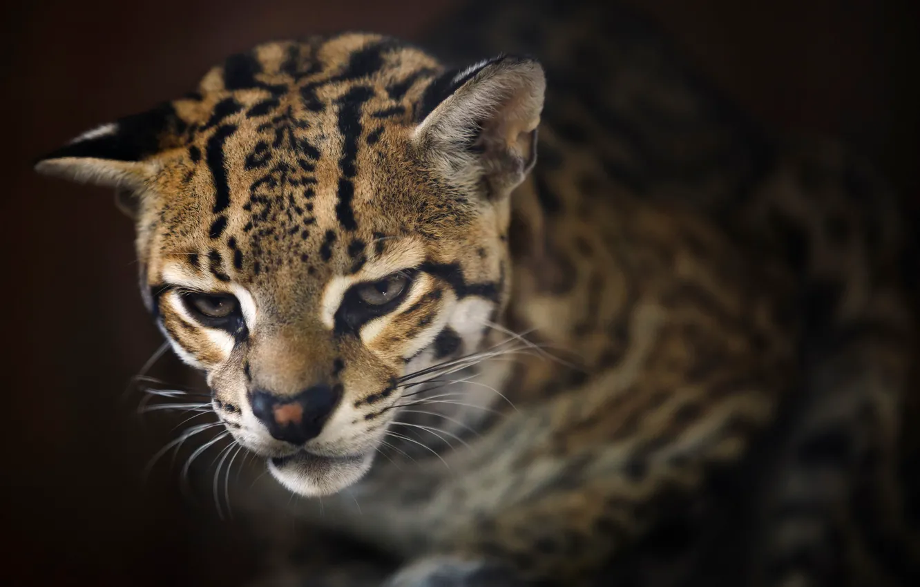 Photo wallpaper look, background, ocelot