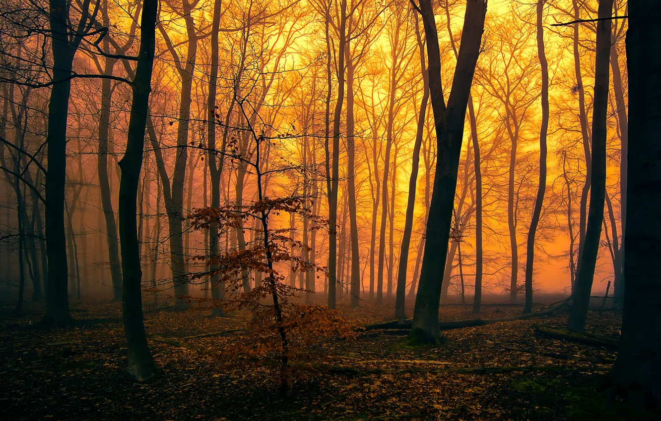 Photo wallpaper autumn, forest, trees, fog, the evening, glow