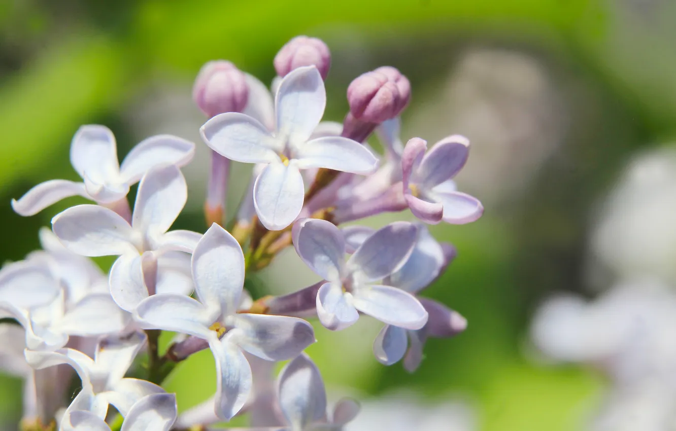 Photo wallpaper flower, spring, lilac, twig