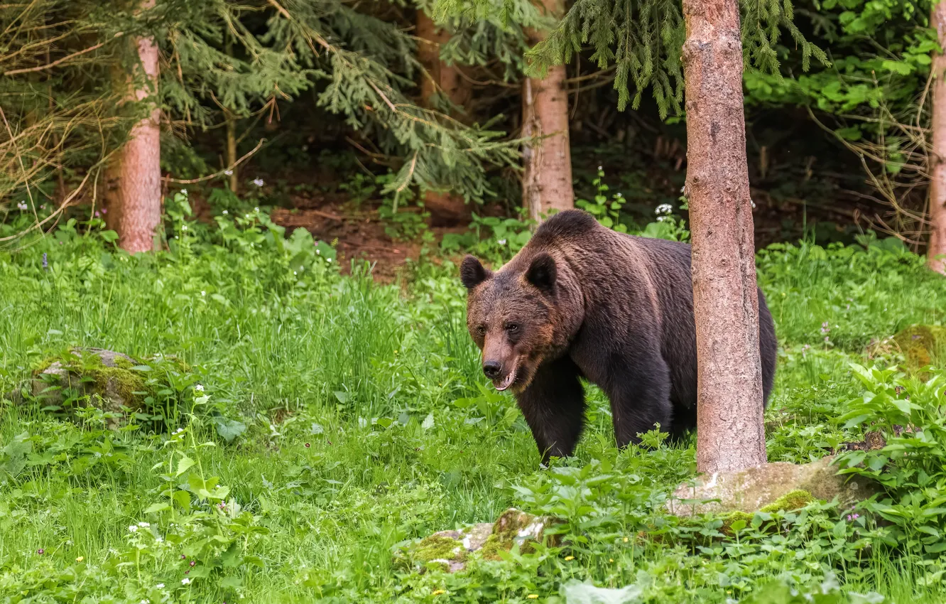 Photo wallpaper greens, forest, summer, nature, bear, bear, brown