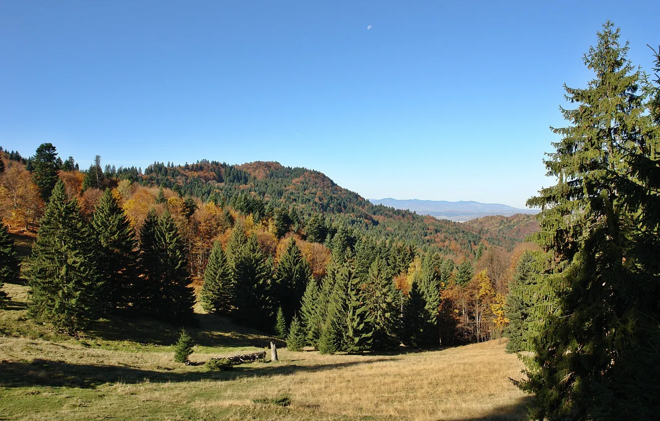 Photo wallpaper forest, trees, landscape, nature, lake