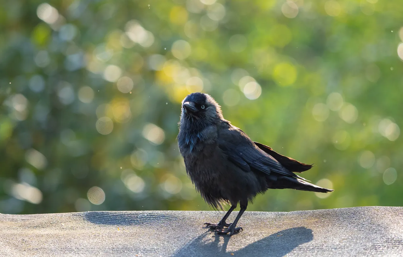Photo wallpaper light, nature, bird, bokeh, jackdaw