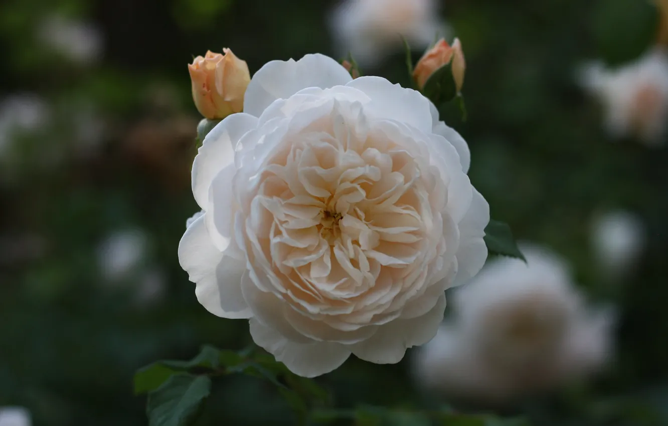 Photo wallpaper background, rose, cream rose