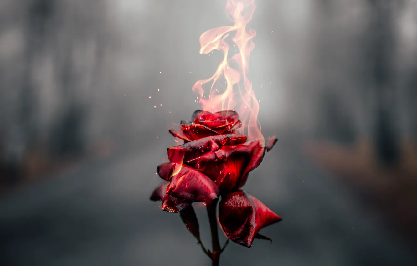 Photo wallpaper flame, magic, roses, mystic, flame, rose, Mystery, secrets